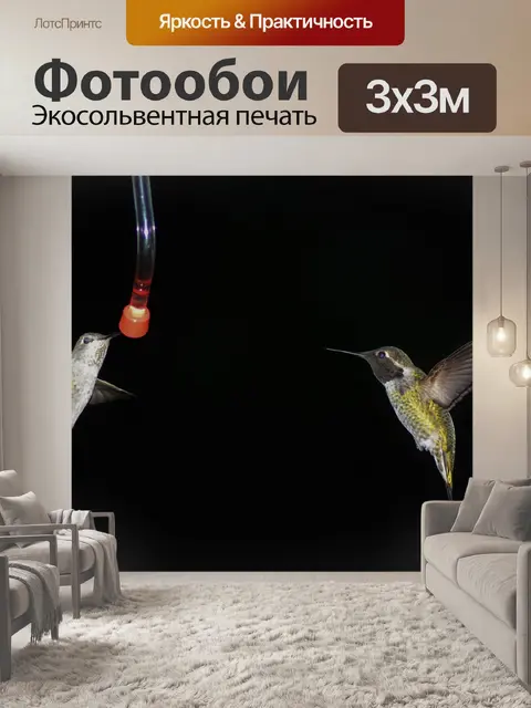 Фотообои Колибри