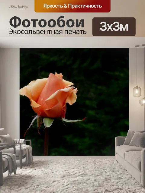 Фотообои Роза