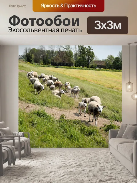 Фотообои Овца