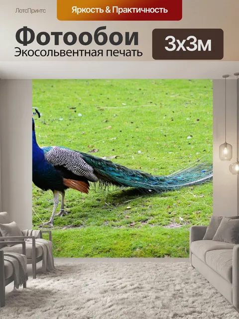 Фотообои Павлин