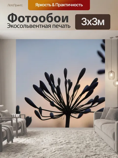Фотообои Силуэт Агапантуса