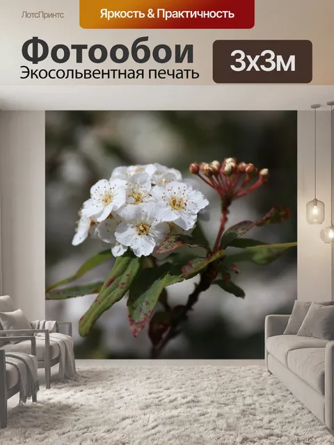 Фотообои Цветы