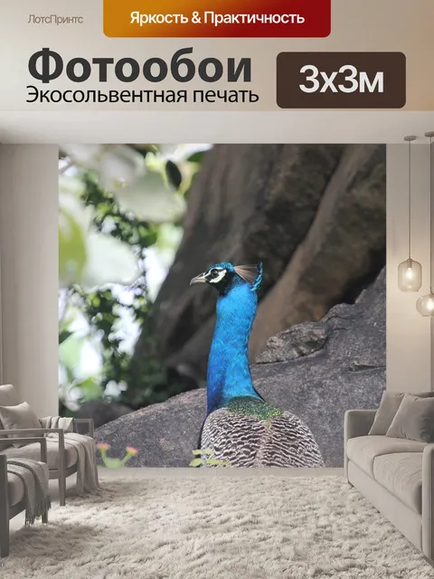 Фотообои Павлин