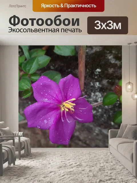 Фотообои Цветок меластома маластар