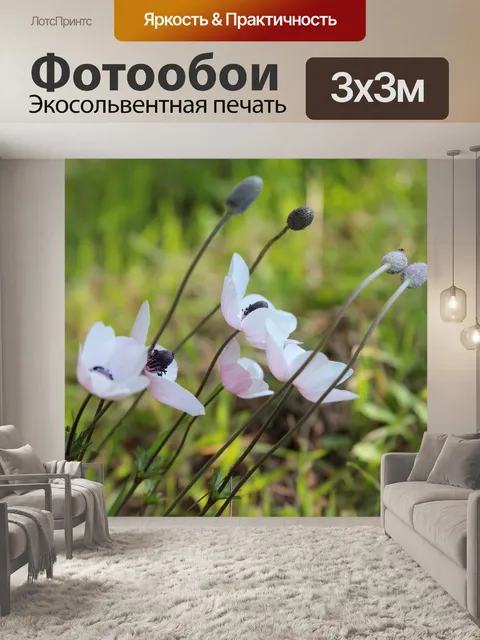 Фотообои Анемоны