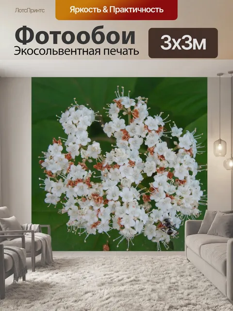 Фотообои Лесной массив
