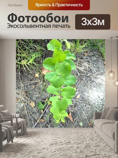 Фотообои Айва дерево