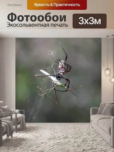 Фотообои Паук