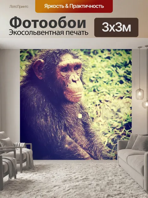 Фотообои Обезьяна шимпанзе в открытом зоопарке