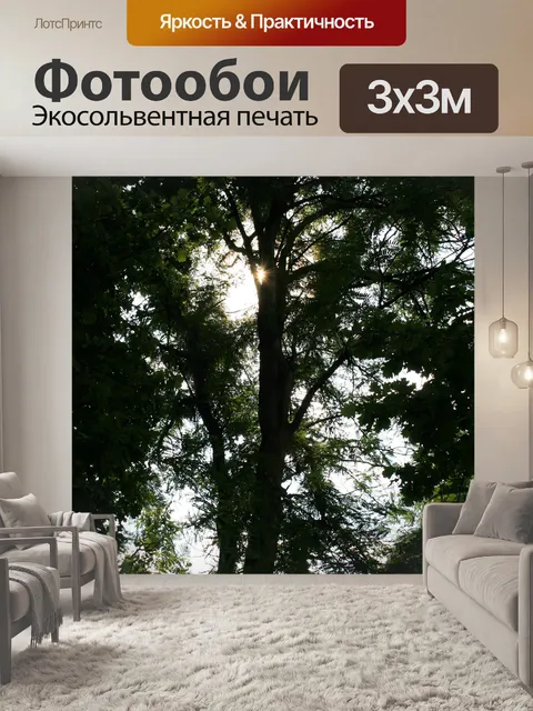 Фотообои высокие деревья и солнце сквозь