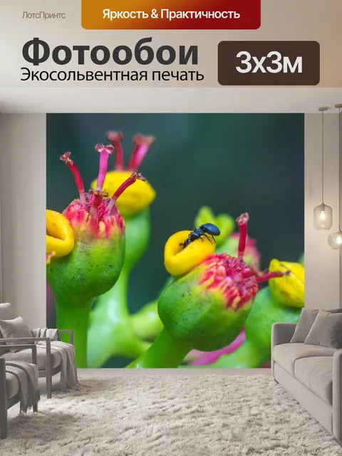 Фотообои Муравей
