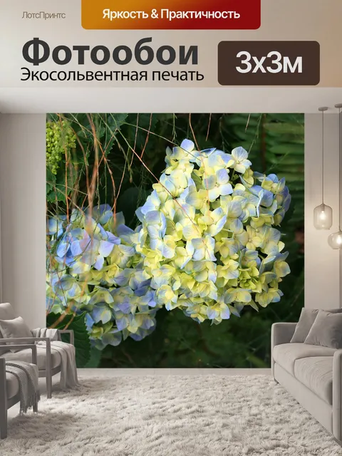 Фотообои бледно-голубой гортензии