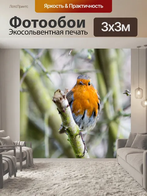 Фотообои Робин, Erithacus rubecula
