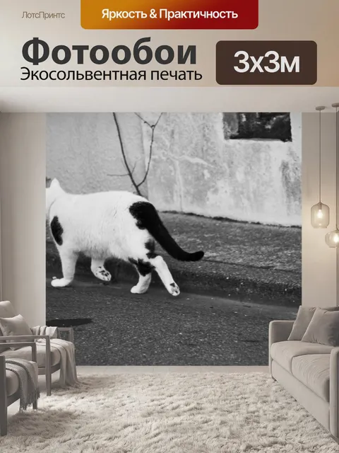 Фотообои Городской кот