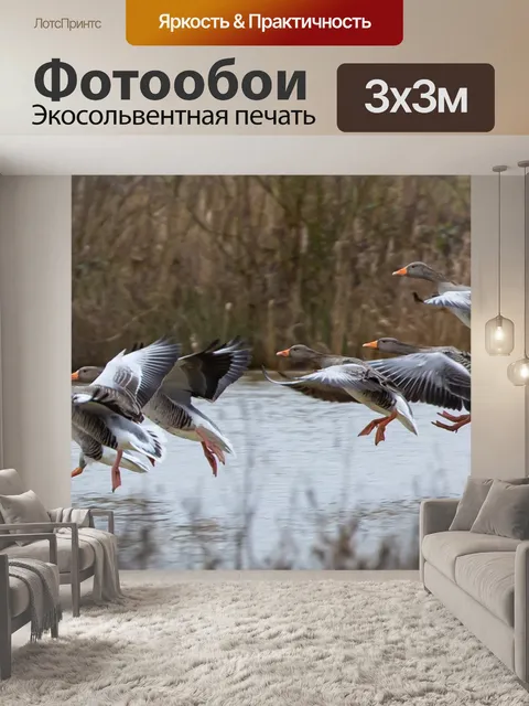 Фотообои Гуси