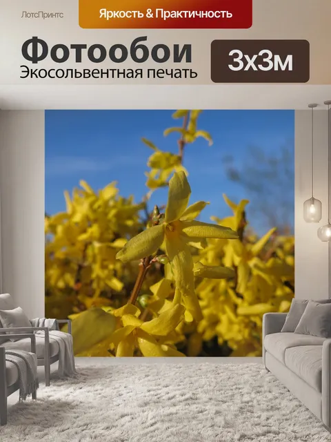 Фотообои Форсайтия