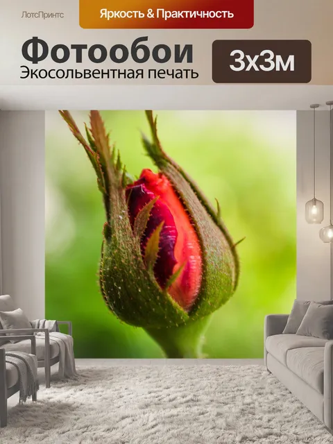 Фотообои Роза в саду