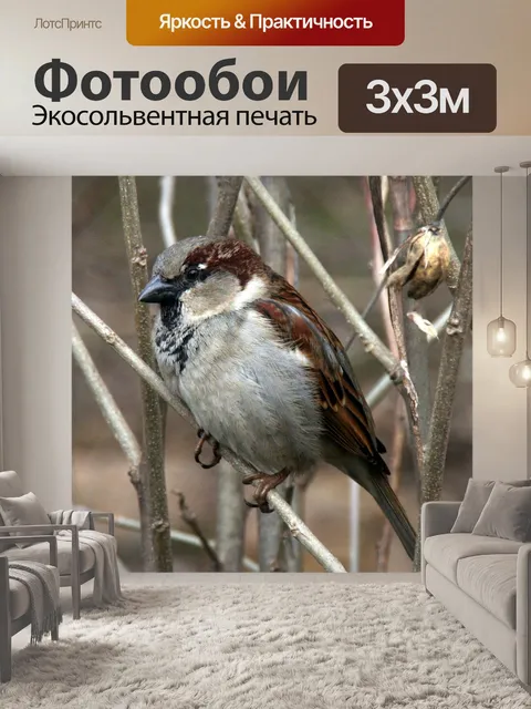 Фотообои Воробей