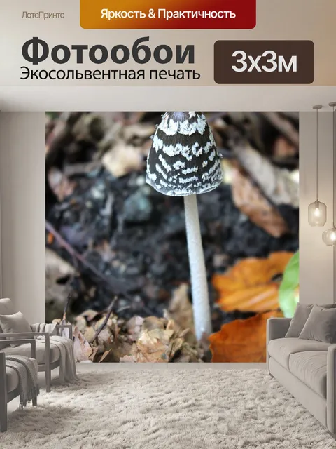 Фотообои Гриб