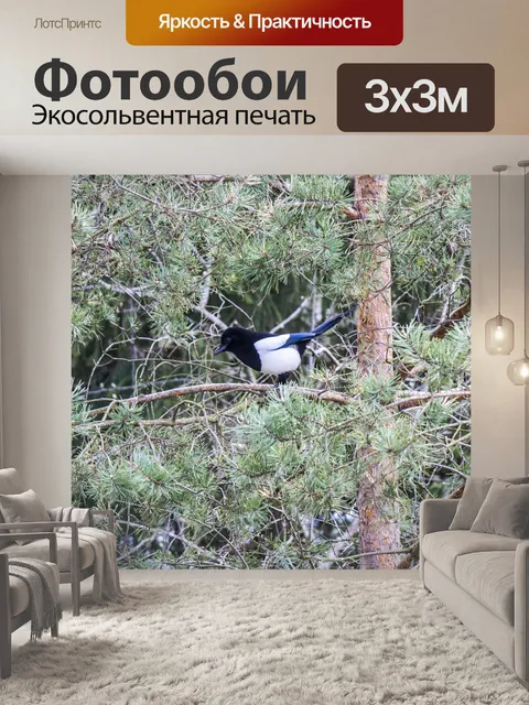 Фотообои Сорока