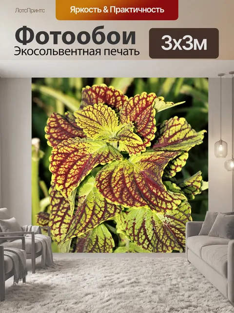 Фотообои Колеус оставляет крупным планом