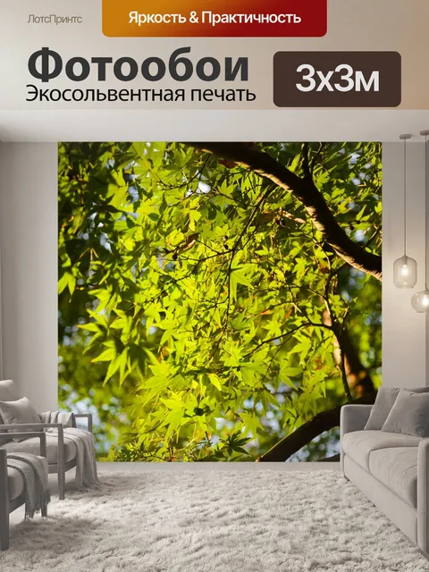 Фотообои Клен