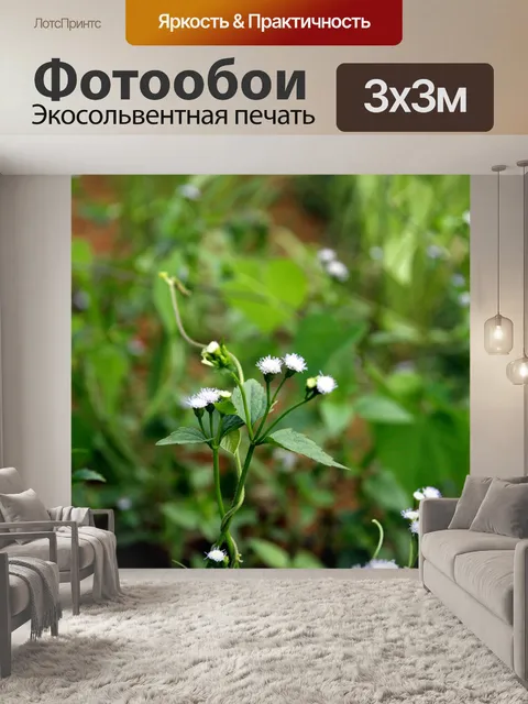 Фотообои Цветы