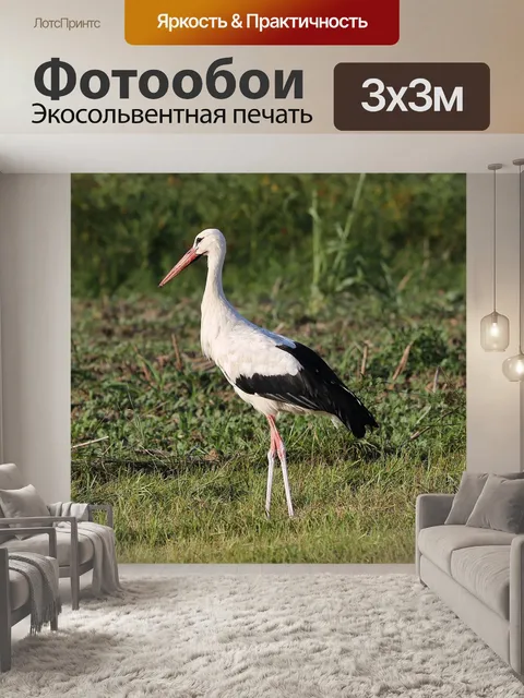 Фотообои Аист