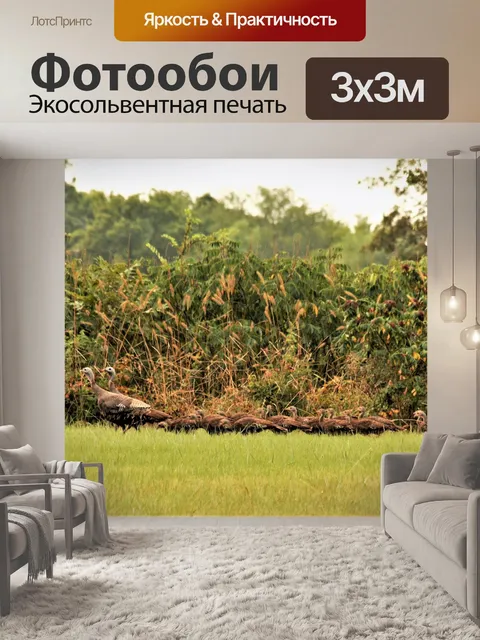 Фотообои Куры индейки и цыплята
