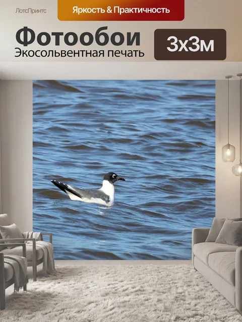 Фотообои Чайка Франклина, плавающая на озере