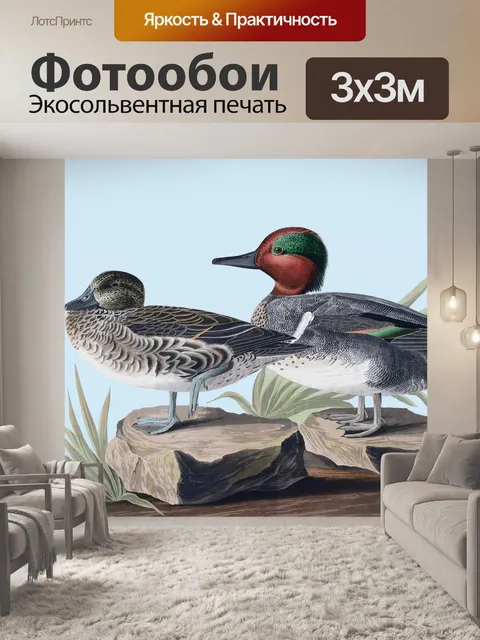 Фотообои Птица Утка Винтажное Искусство