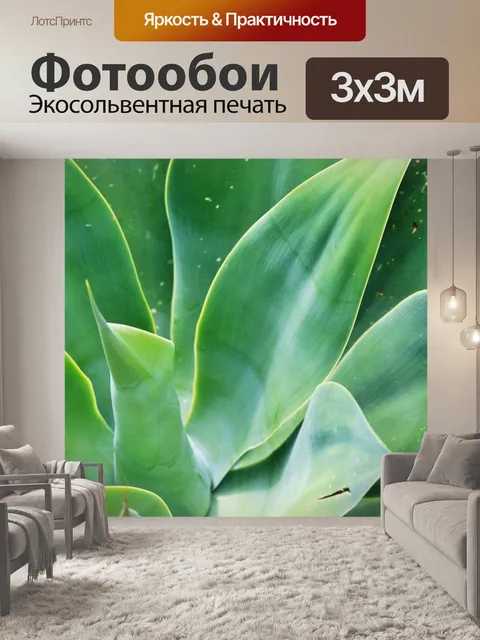 Фотообои агавы attenuata
