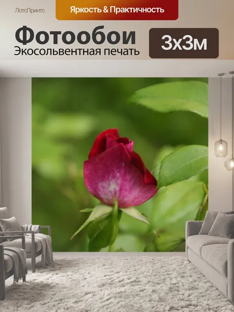 Фотообои Роза