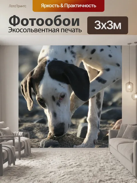 Фотообои Собака