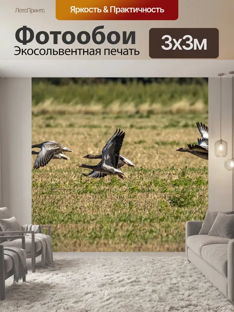 Фотообои Гуси