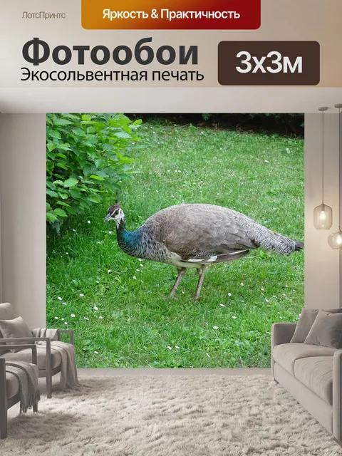 Фотообои Павлин