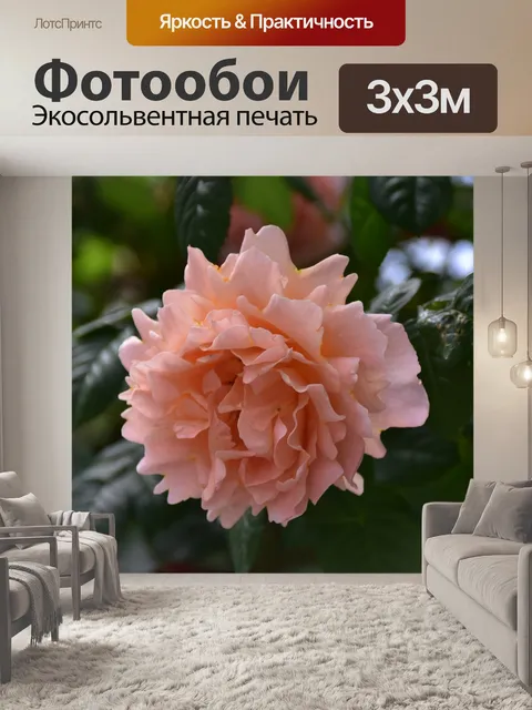 Фотообои Роза