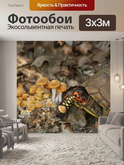 Фотообои Коробка черепахи и грибов