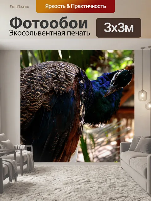 Фотообои Павлин