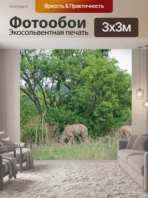 Фотообои куду антилопа пасется