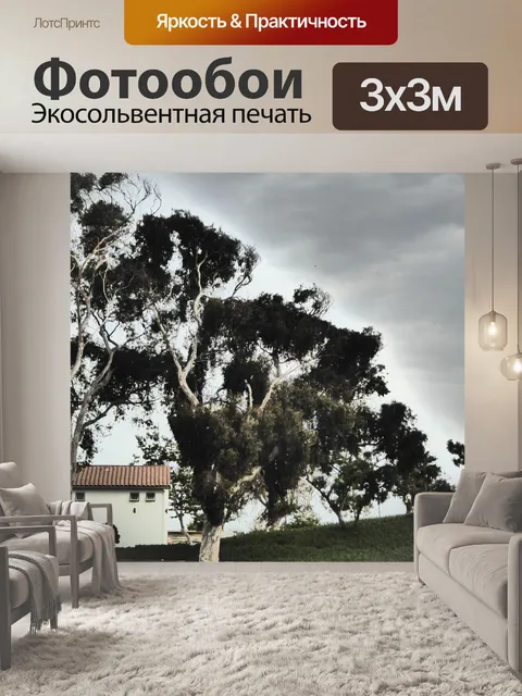 Фотообои Эвкалиптовые деревья