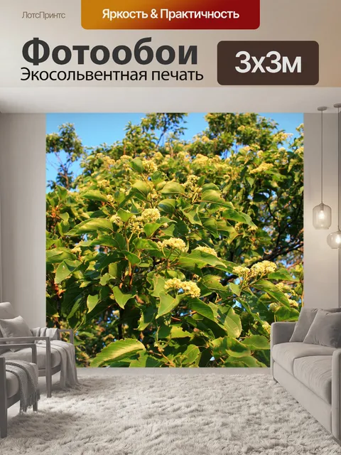 Фотообои Цветы на японском изюмом дерева