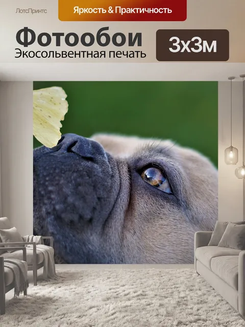 Фотообои Французский бульдог