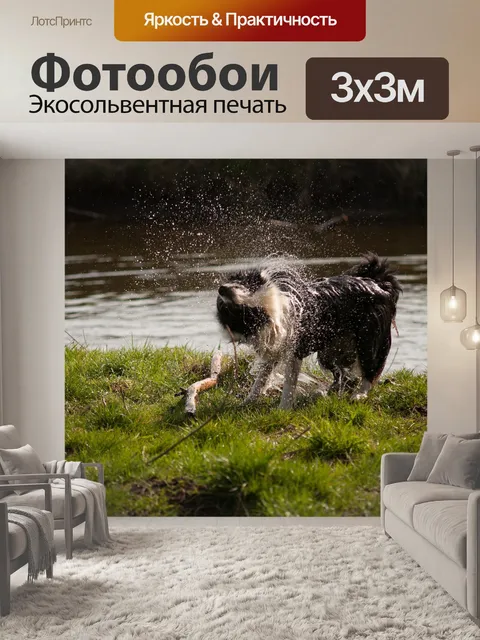 Фотообои Бордер-колли