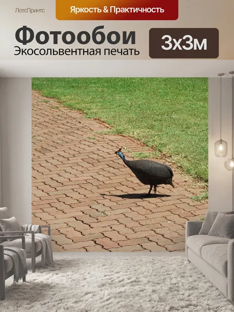 Фотообои цесарка на асфальте в парке
