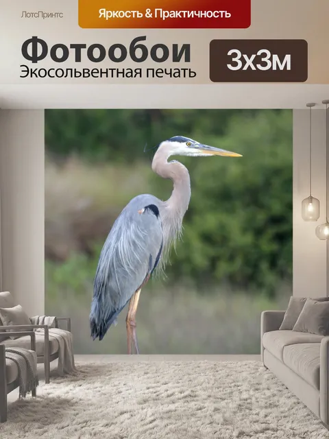 Фотообои Большая голубая цапля