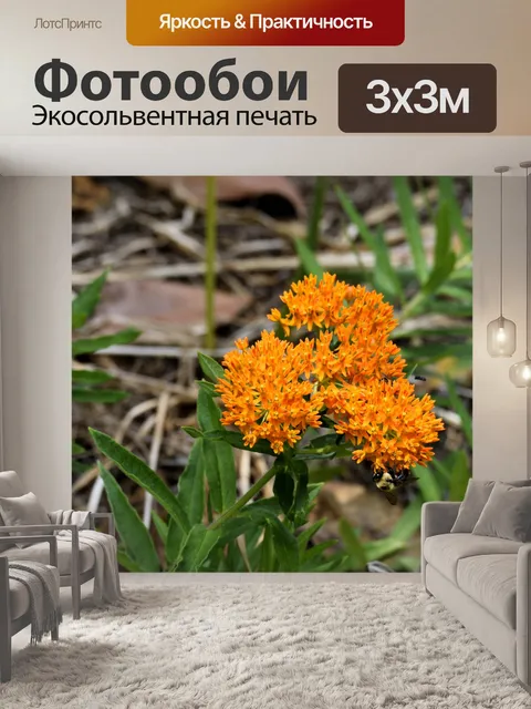 Фотообои Оранжевый цветной цветок бабочка