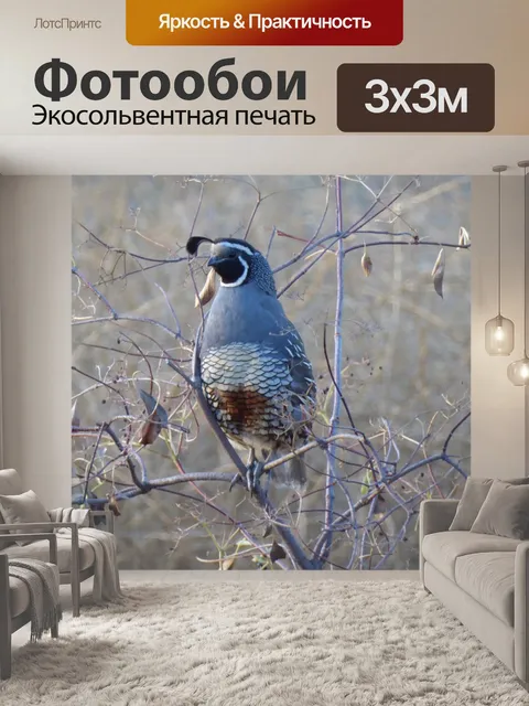 Фотообои Перепел сидит