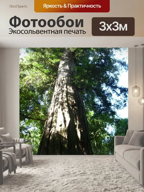 Фотообои Секвойя