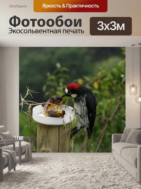 Фотообои Птица